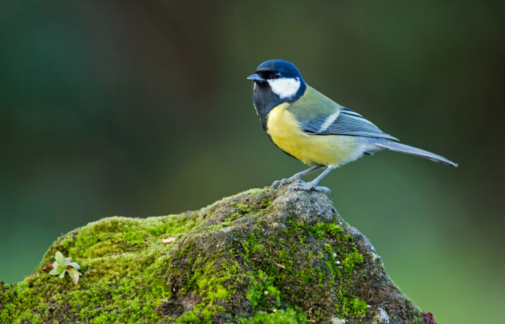 Was tun wenn ein Vogel gegen die Fensterscheibe geflogen ist?